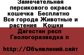 Замечательная персикового окраса кошечка. Бесплатно - Все города Животные и растения » Кошки   . Дагестан респ.,Геологоразведка п.